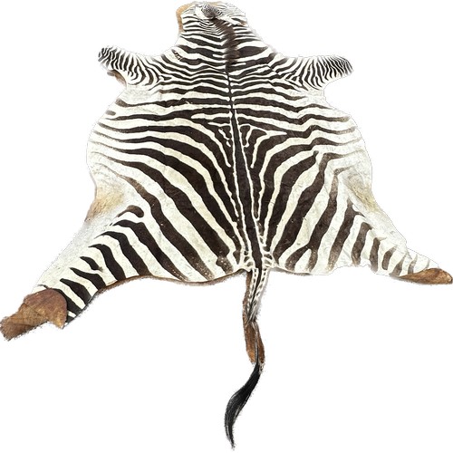 398 - Zebra skin meausres approx 115 inches long