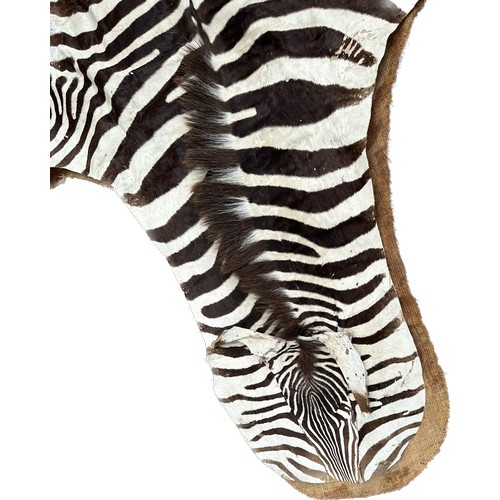 398 - Zebra skin meausres approx 115 inches long