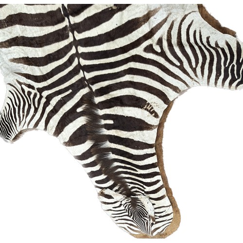 398 - Zebra skin meausres approx 115 inches long