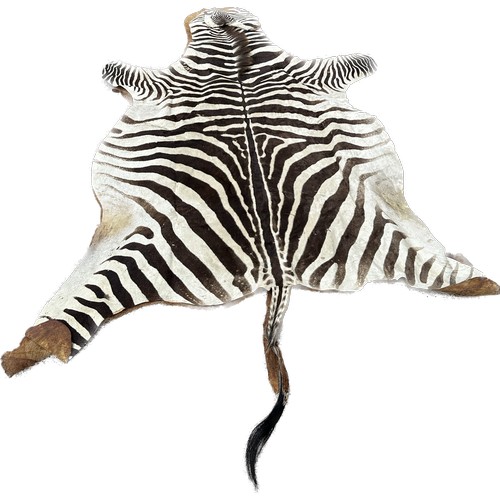 398 - Zebra skin meausres approx 115 inches long