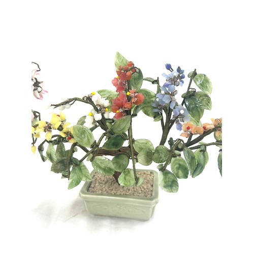 22 - 2 Chinese Jade trees