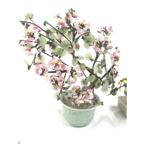 22 - 2 Chinese Jade trees