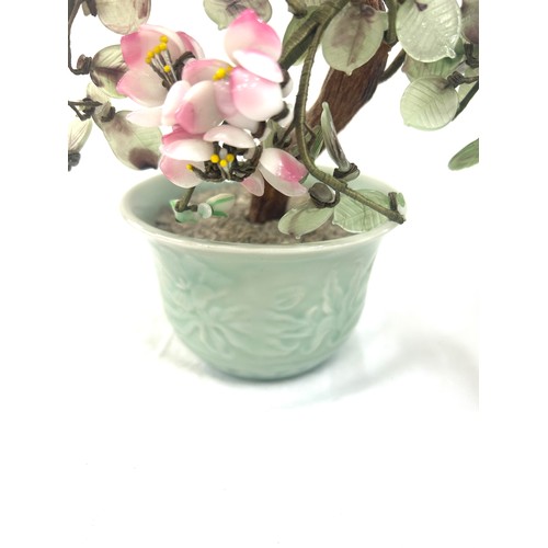 22 - 2 Chinese Jade trees