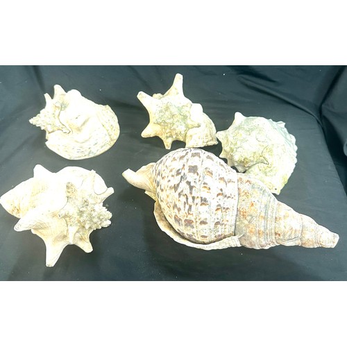 35 - Box of large sea shells