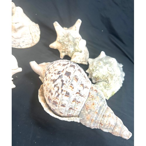 35 - Box of large sea shells