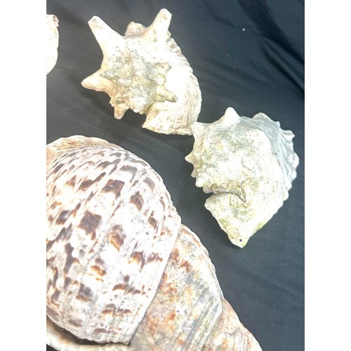 35 - Box of large sea shells