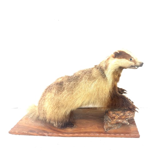 29 - Taxidermy badger on a wooden log, measures approximately 29 inches wide 19.5 inches tall