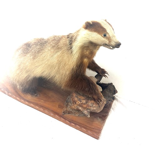 29 - Taxidermy badger on a wooden log, measures approximately 29 inches wide 19.5 inches tall