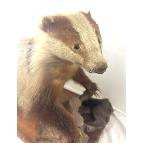 29 - Taxidermy badger on a wooden log, measures approximately 29 inches wide 19.5 inches tall