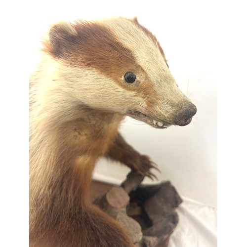 29 - Taxidermy badger on a wooden log, measures approximately 29 inches wide 19.5 inches tall