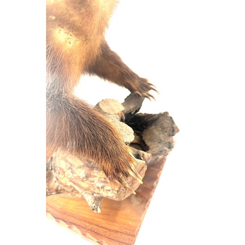 29 - Taxidermy badger on a wooden log, measures approximately 29 inches wide 19.5 inches tall