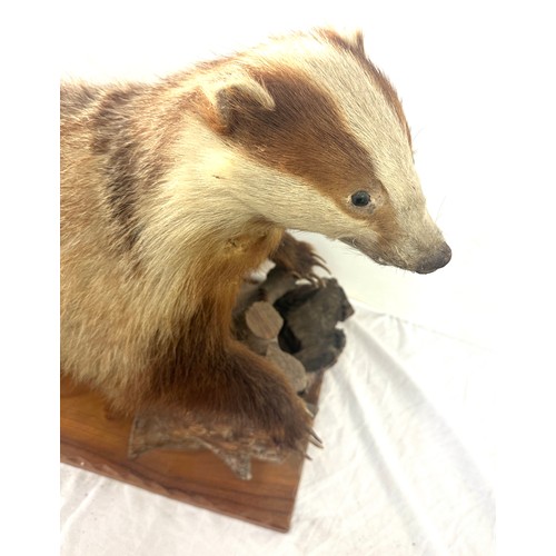 29 - Taxidermy badger on a wooden log, measures approximately 29 inches wide 19.5 inches tall