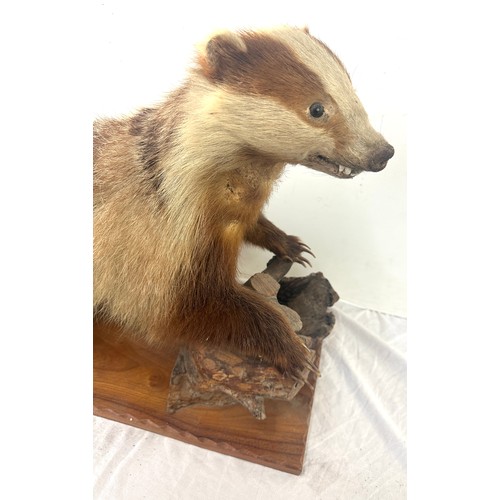 29 - Taxidermy badger on a wooden log, measures approximately 29 inches wide 19.5 inches tall