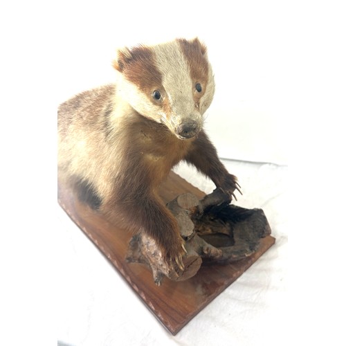 29 - Taxidermy badger on a wooden log, measures approximately 29 inches wide 19.5 inches tall