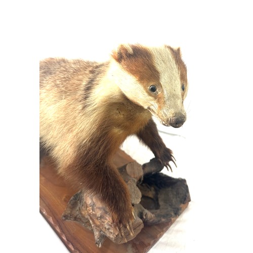 29 - Taxidermy badger on a wooden log, measures approximately 29 inches wide 19.5 inches tall