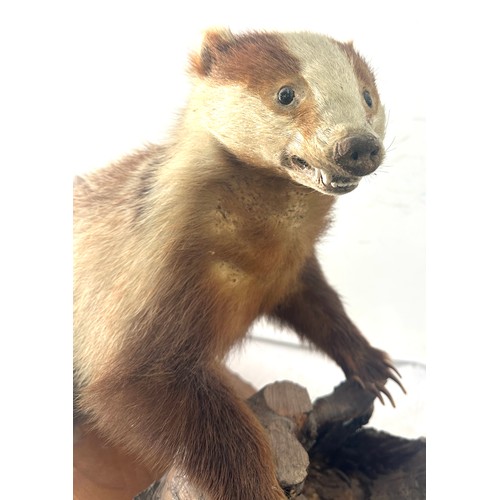 29 - Taxidermy badger on a wooden log, measures approximately 29 inches wide 19.5 inches tall