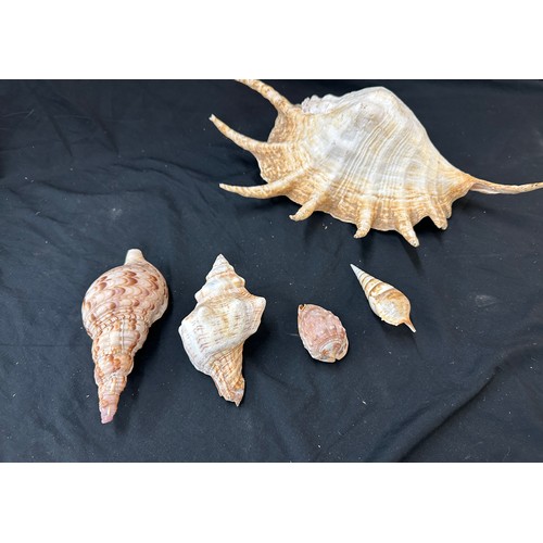 73 - Large selection of shells