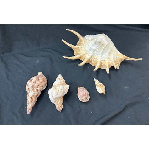 73 - Large selection of shells