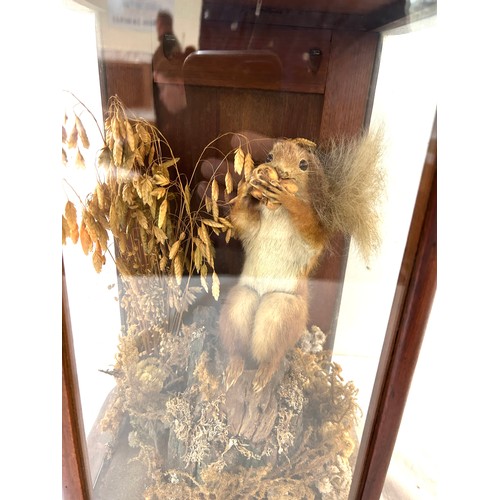 10 - Cased Taxidermy squirrel, measures approximately 15 inches tall 10.5 inches wide 8.5 inches depth