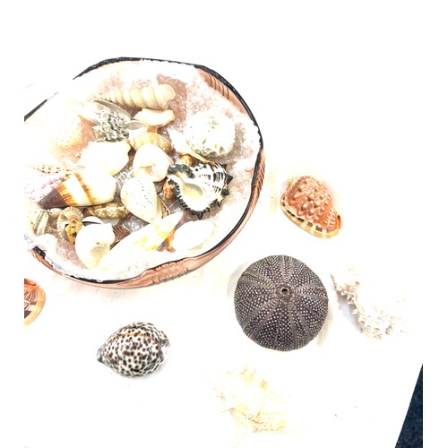 403 - Large selection of assorted sea shells