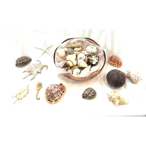 403 - Large selection of assorted sea shells