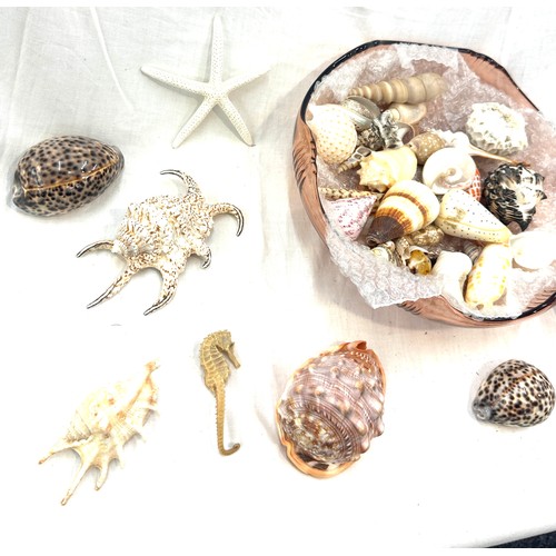 403 - Large selection of assorted sea shells