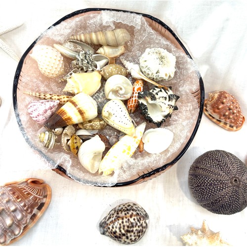 403 - Large selection of assorted sea shells