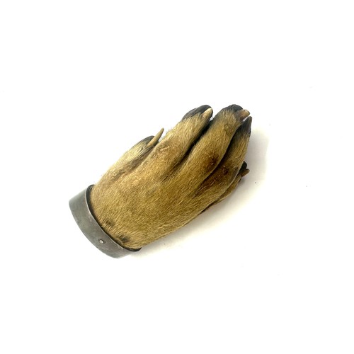 451 - Victorian taxidermy interest otters paw brooch dated 1898. and marked BDH, possibly Braes of Derwent... 