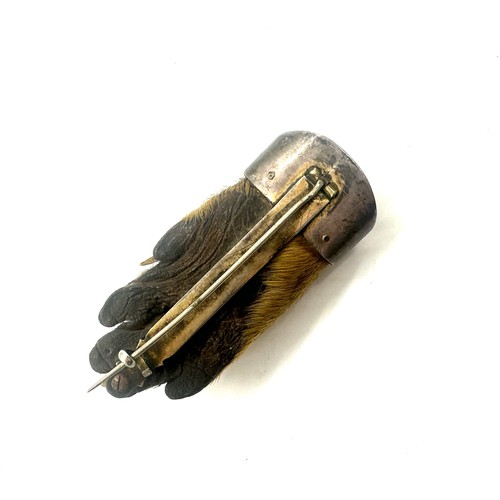 451 - Victorian taxidermy interest otters paw brooch dated 1898. and marked BDH, possibly Braes of Derwent... 