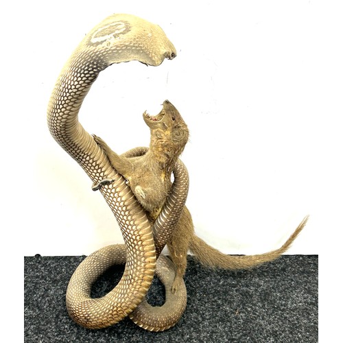 235 - Taxidermy indian cobra snake fighting a mongoose 53cm tall