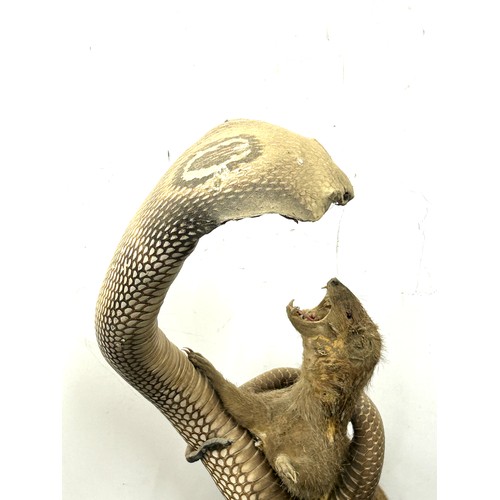 235 - Taxidermy indian cobra snake fighting a mongoose 53cm tall