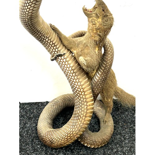 235 - Taxidermy indian cobra snake fighting a mongoose 53cm tall