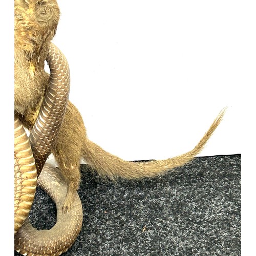 235 - Taxidermy indian cobra snake fighting a mongoose 53cm tall