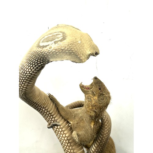 235 - Taxidermy indian cobra snake fighting a mongoose 53cm tall