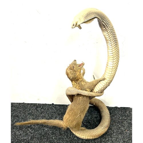 235 - Taxidermy indian cobra snake fighting a mongoose 53cm tall