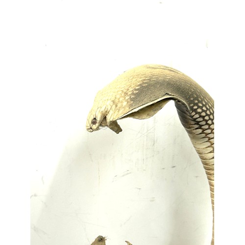 235 - Taxidermy indian cobra snake fighting a mongoose 53cm tall