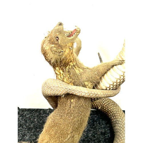 235 - Taxidermy indian cobra snake fighting a mongoose 53cm tall