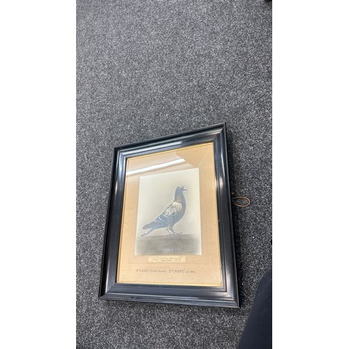 80 - Framed 'The Homing Pigeon Special Prize' print measures approx 22 inches tall by 19 inches wide