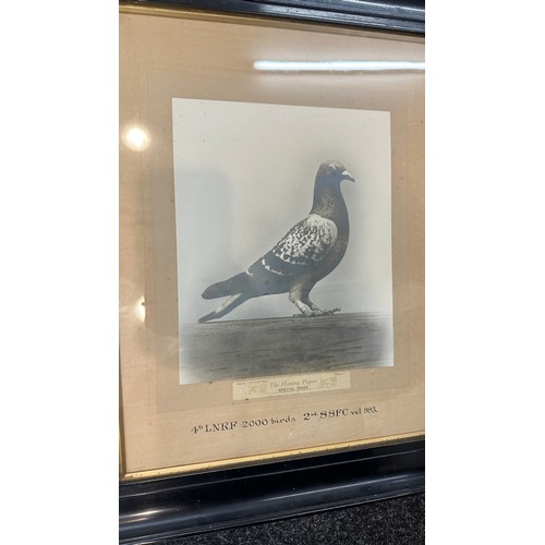 80 - Framed 'The Homing Pigeon Special Prize' print measures approx 22 inches tall by 19 inches wide