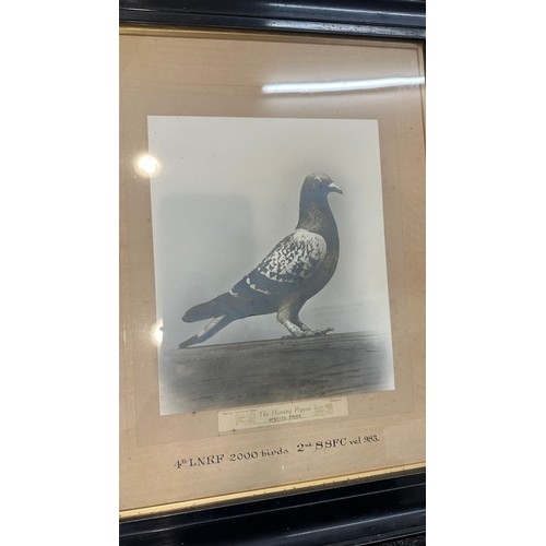 80 - Framed 'The Homing Pigeon Special Prize' print measures approx 22 inches tall by 19 inches wide