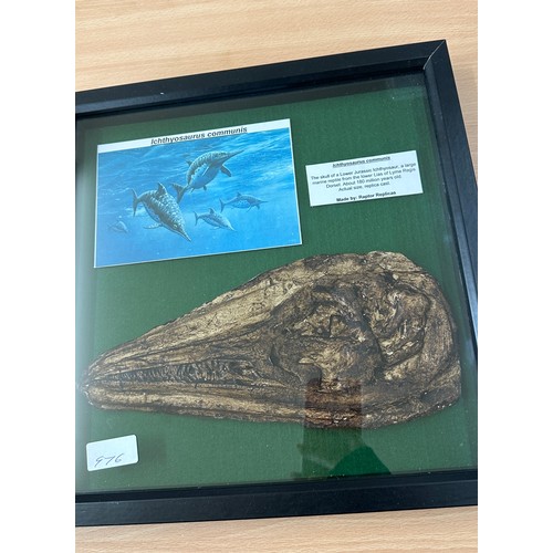 9 - Framed replica Ichthyosaurus communis skull