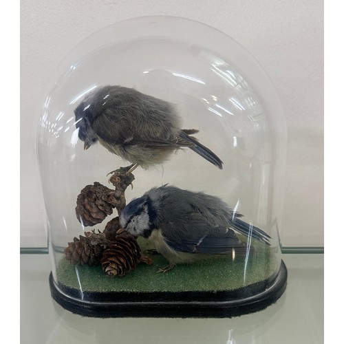 572 - blue tit bird taxidermy in a dome display case overall height 7 inches tall