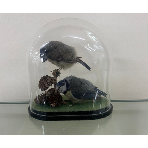 572 - blue tit bird taxidermy in a dome display case overall height 7 inches tall