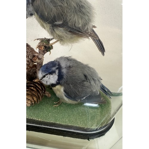 572 - blue tit bird taxidermy in a dome display case overall height 7 inches tall