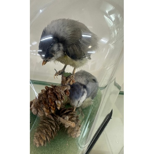 572 - blue tit bird taxidermy in a dome display case overall height 7 inches tall