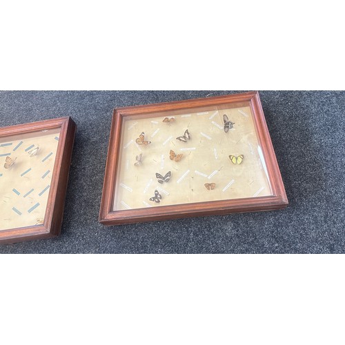 22 - Two cased display cases with Butterflies largest measures approx 26 inches wide and 21 tall