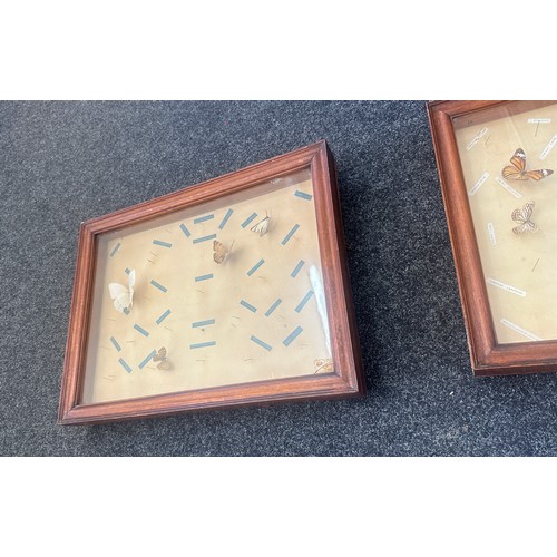 22 - Two cased display cases with Butterflies largest measures approx 26 inches wide and 21 tall