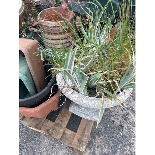 101B - Large selection of assorted outdoor planters includes plastic, terracotta etc