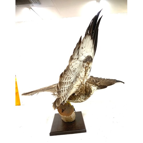 8 - Mounted Taxidermy of a Blizzard bird measures approximately