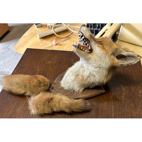 77 - Mounted taxidermy antique fox head and tail